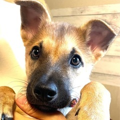 モ・デールちゃん♡徳島の子犬【代理投稿】