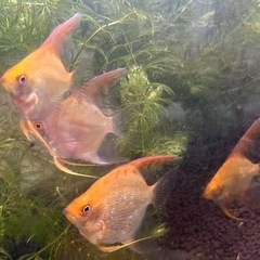 【熱帯魚】エンゼルフィッシュ（ゴールデン系）の画像