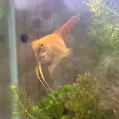【熱帯魚】エンゼルフィッシュ（ゴールデン系）の画像