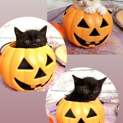 11月16日観に来られる方