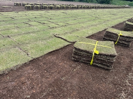 【芝生】姫高麗芝　30平米分