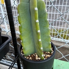 アガベ　サボテン　多肉植物などの画像