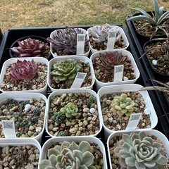 アガベ　サボテン　多肉植物などの画像