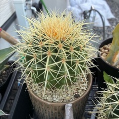 アガベ　サボテン　多肉植物などの画像