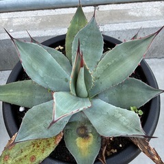 アガベ　サボテン　多肉植物などの画像