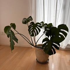 観葉植物　
モンステラの画像