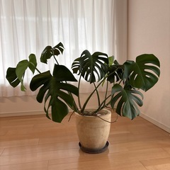 観葉植物　
モンステラの画像