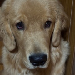 やんちゃなゴールデンレトリバー