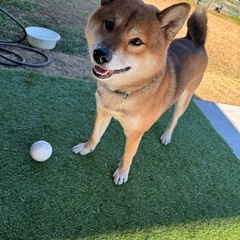 人懐っこい柴犬