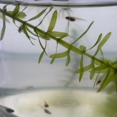 ミックスメダカ稚魚とミナミヌマエビ100円でお譲りします。  水...