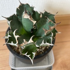 鉢付き アガベ チタノタ 姫厳竜 ドワーフ低重心 ボール型 低重心 ライムグリーン の画像