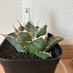 アガベ　白鯨の画像