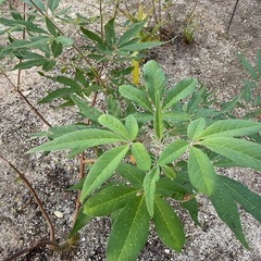 【決まりました】西洋ニンジンボク　丈1mくらいの画像