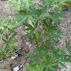 【決まりました】西洋ニンジンボク　丈1mくらいの画像