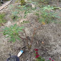 【決まりました】西洋ニンジンボク　丈1mくらいの画像