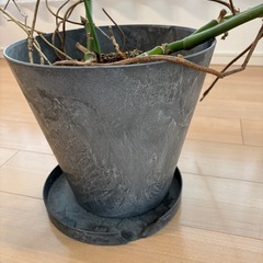 
モンステラの画像