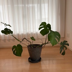 
モンステラの画像