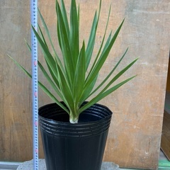 ユッカ　観葉植物　屋内屋外の画像