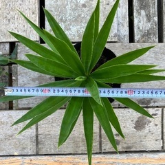 ユッカ　観葉植物　屋内屋外の画像