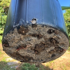 ユッカ　観葉植物　屋内屋外の画像