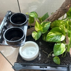 爬虫類ケージ GEX エキゾテラ グラステラリウム ナノ(W21.5×D21.5×H33.0cm) 爬虫類 ケージ カエル ヤモリの画像