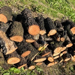 桃の伐採した木の画像