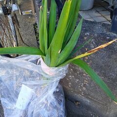 短毛丸（サボテン）、ユッカ、ユキノシタ　いかがでしょうか？の画像