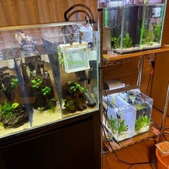 30cm　キューブ水槽　3つの画像