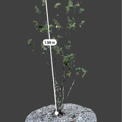 ソヨゴ雌株
　の画像