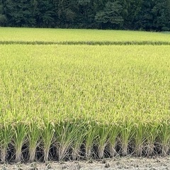 令和7年産選別で 外れた小さい米や未熟米など30kg玄米③の画像