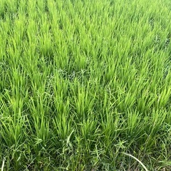 令和7年産選別で 外れた小さい米や未熟米など30kg玄米の画像