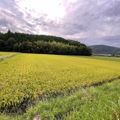 令和7年産選別で 外れた小さい米や未熟米など30kg玄米の画像