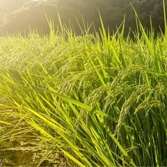 令和7年度　玄米　30キロ　コシヒカリの画像