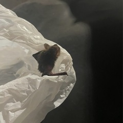 関東エリア　害虫、害獣駆除等の画像