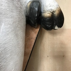 牛のベンチの画像