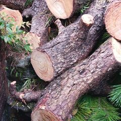 松の木伐採　　薪無料で差し上げます　　引き取り限定