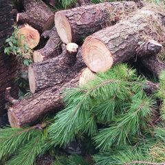 松の木伐採　　薪無料で差し上げます　　引き取り限定の画像