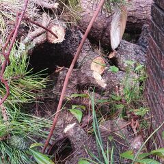 松の木伐採　　薪無料で差し上げます　　引き取り限定の画像