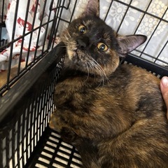 譲渡会参加は20匹以上！💖ゴロスリサビちゃんに会いに来て