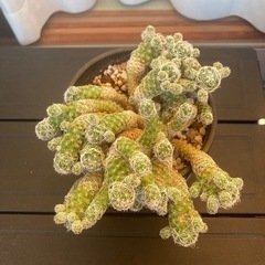 サボテン ギンテマリの画像