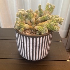 サボテン ギンテマリの画像