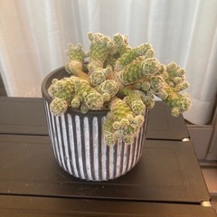 サボテン ギンテマリの画像