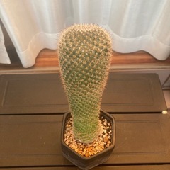 サボテン マミラリアの画像