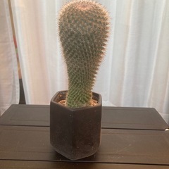 サボテン マミラリアの画像