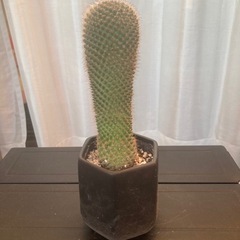 サボテン マミラリアの画像