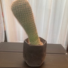 サボテン マミラリアの画像