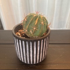 サボテン 日の出丸の画像
