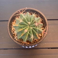 サボテン 日の出丸の画像