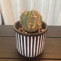 サボテン 日の出丸の画像