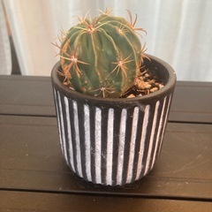 サボテン 日の出丸の画像